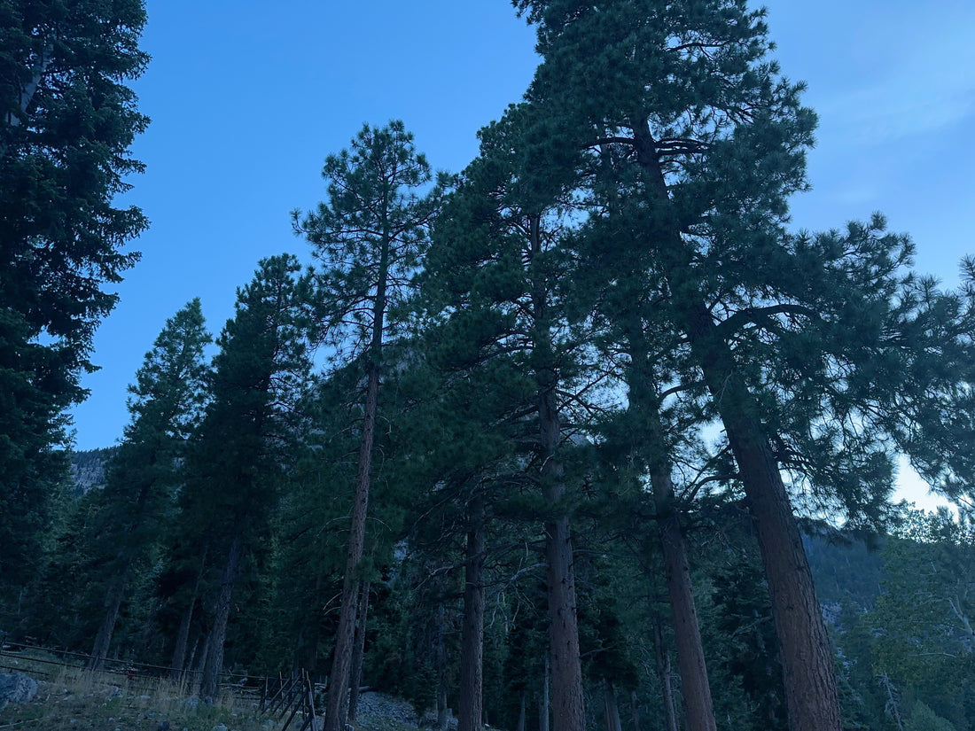 Tall pine trees fill the frame beneath a blue evening sky, with a mountain ridge partly visible behind them.