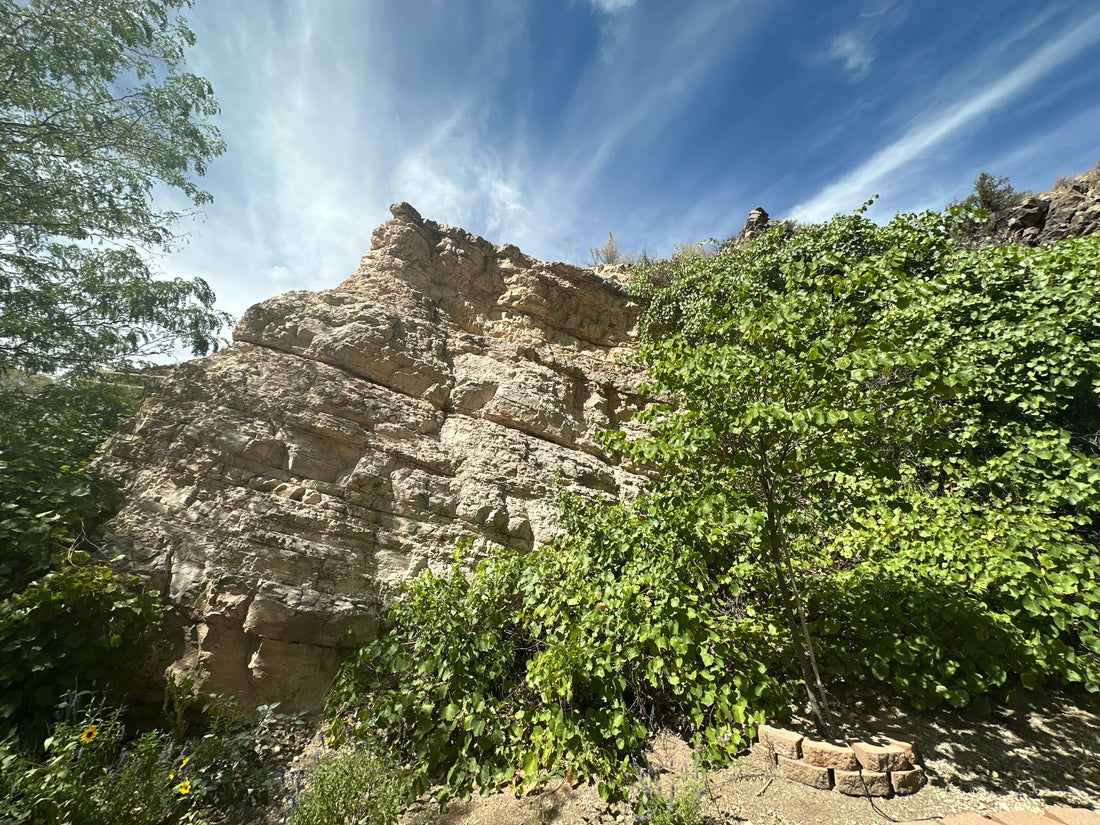 Green climbing leaves cover part of a pale rock wall beneath a streaked blue sky at Kershaw-Ryan State Park.