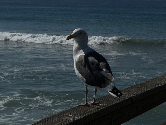 A gull standing on a wooden rail above the Pacific at Oceanside.